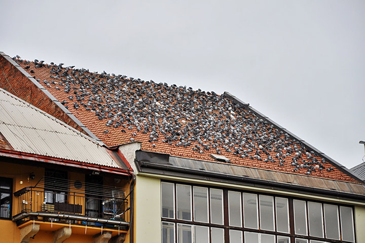 A2B Pest Control are able to install spikes to deter birds from roofs in Newcastle. 
