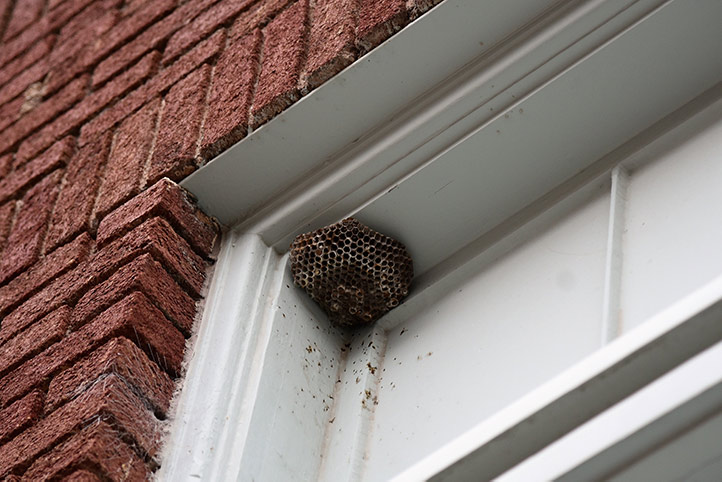 We provide a wasp nest removal service for domestic and commercial properties in Newcastle.